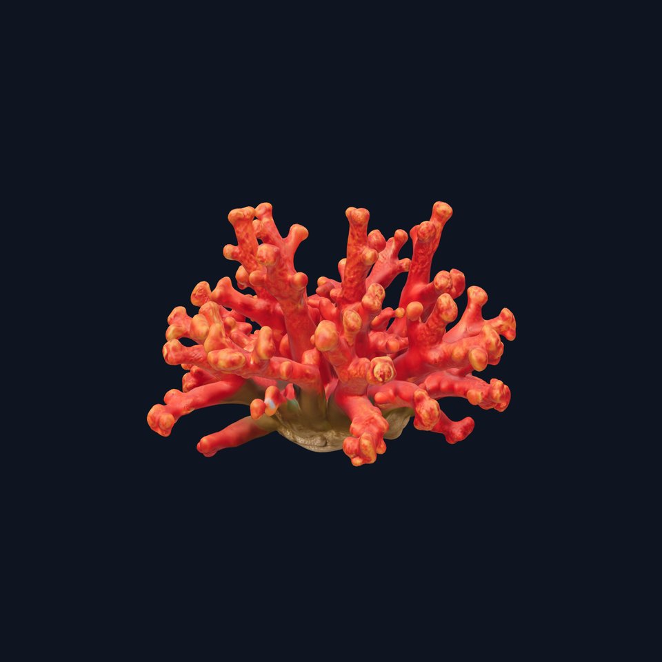 Detailed Coral Model Pack for Realistic Sea Renderings