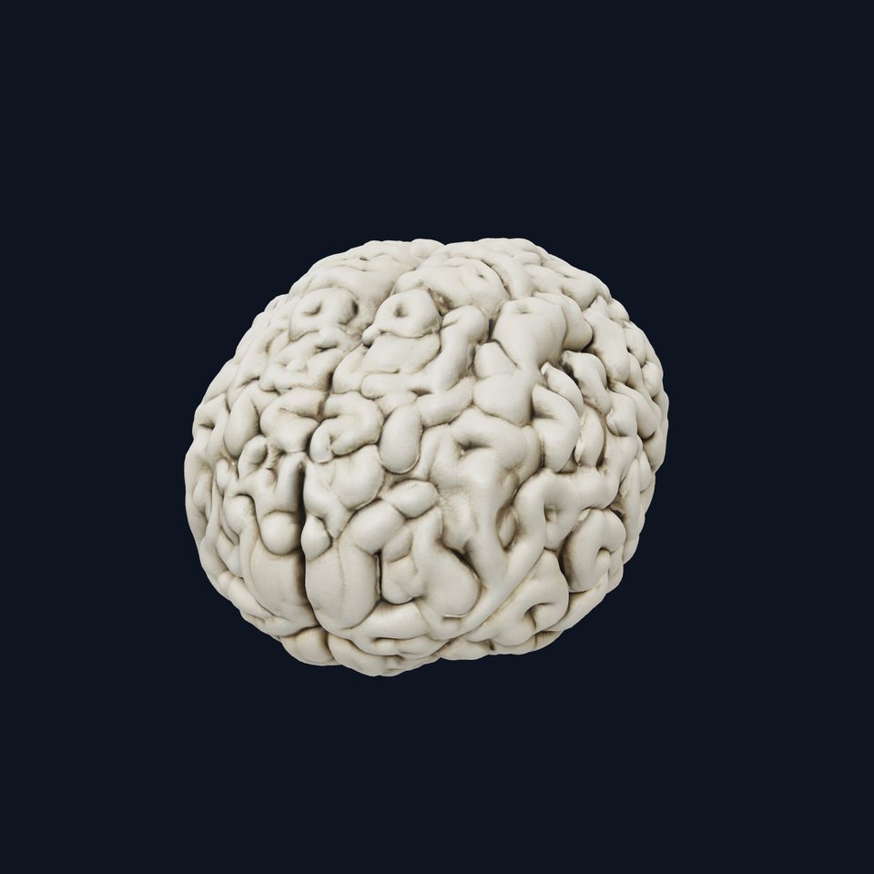 Realistic Human Brain D Model Pack viewer poster