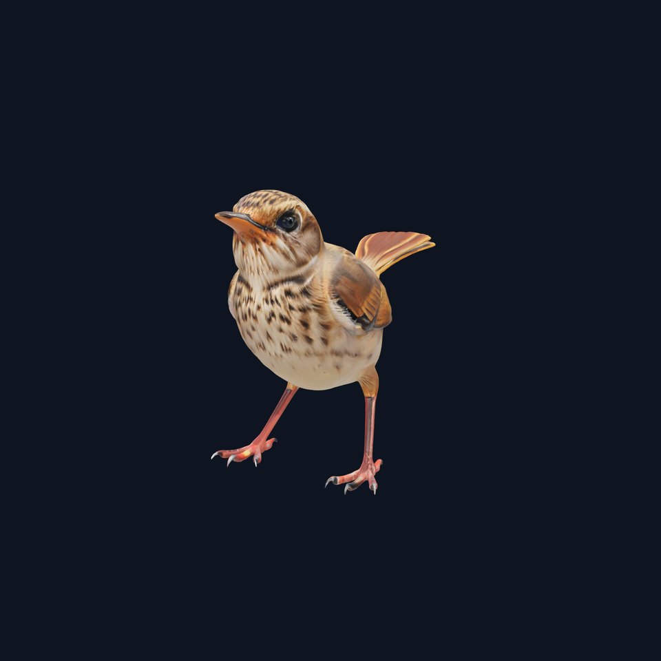Detailed Realistic Bird D Model Pack