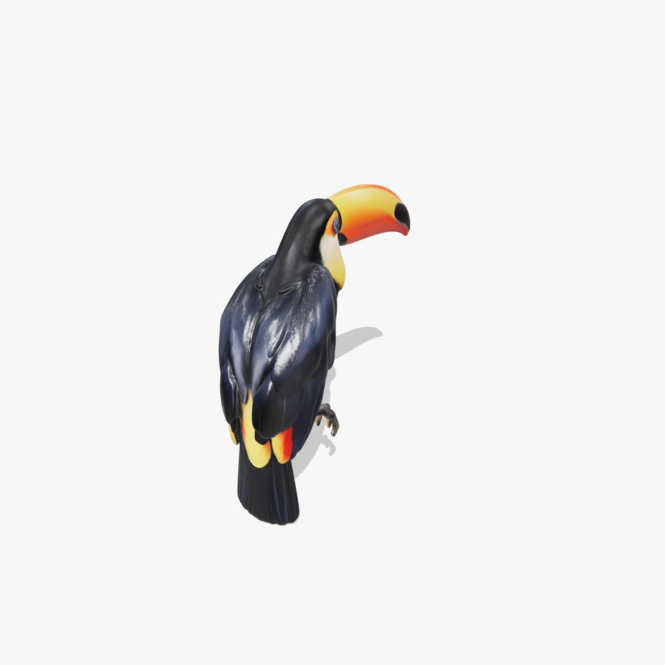 Tropical Toucan Bird D Model Pack