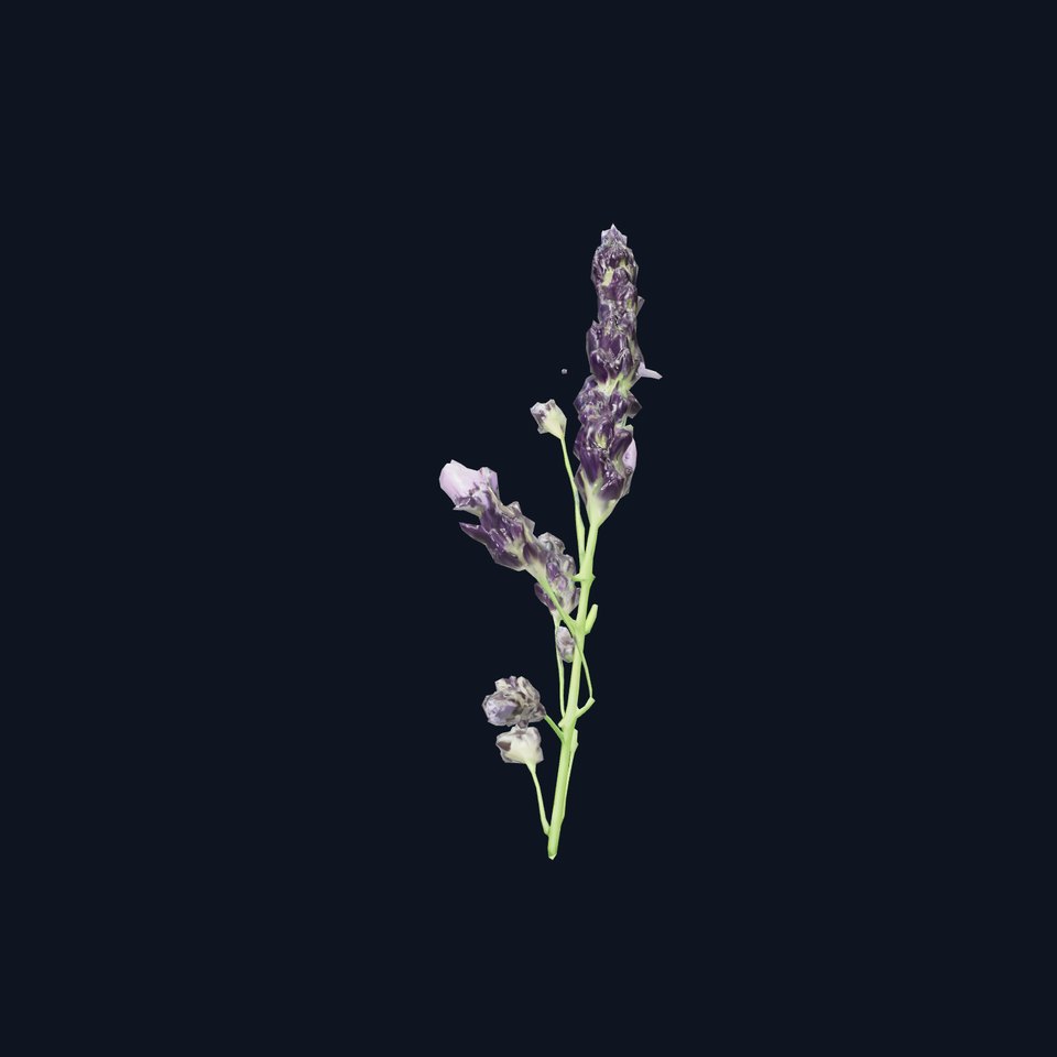 Lavender Flower Botanical model pack