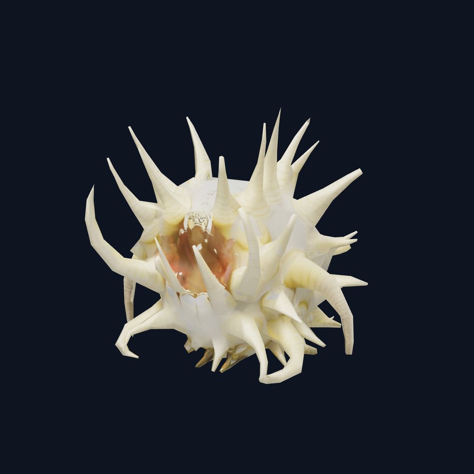 Spiky Ivory Sea Shell model pack