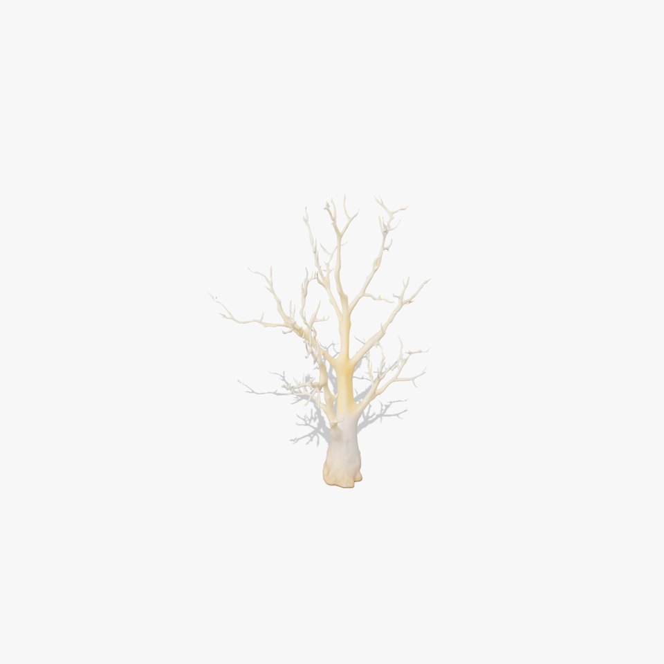 Elegant Coral Tree model pack