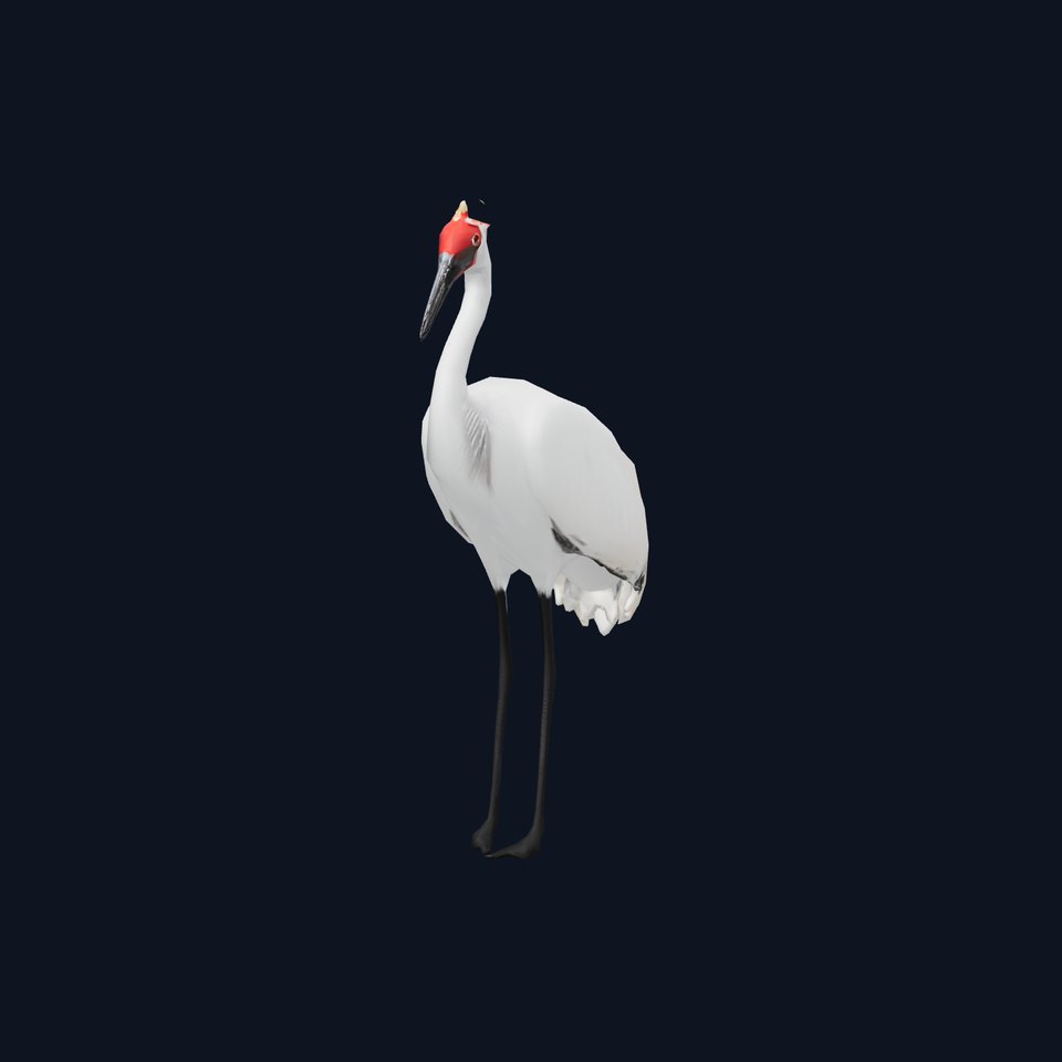 Elegant Crowned Crane model pack