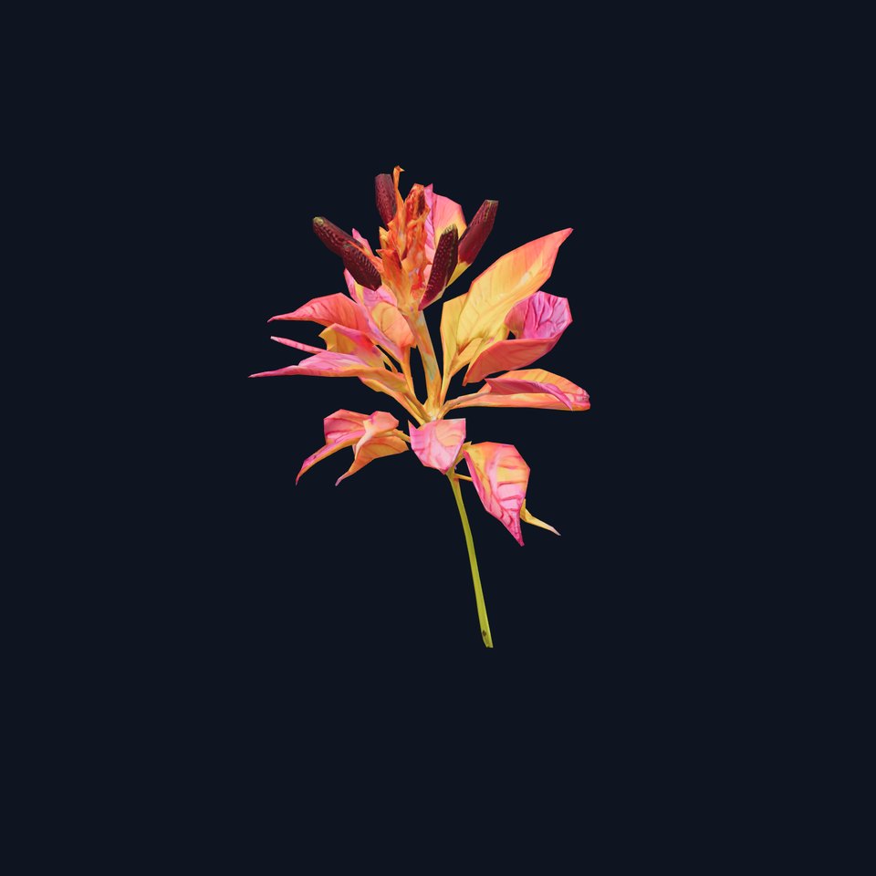 Vibrant Botanical Flower model pack