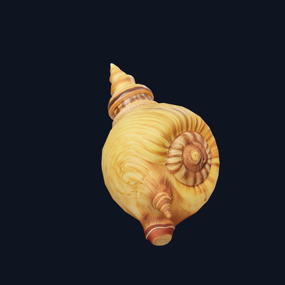Spiral Nautilus Shell model pack