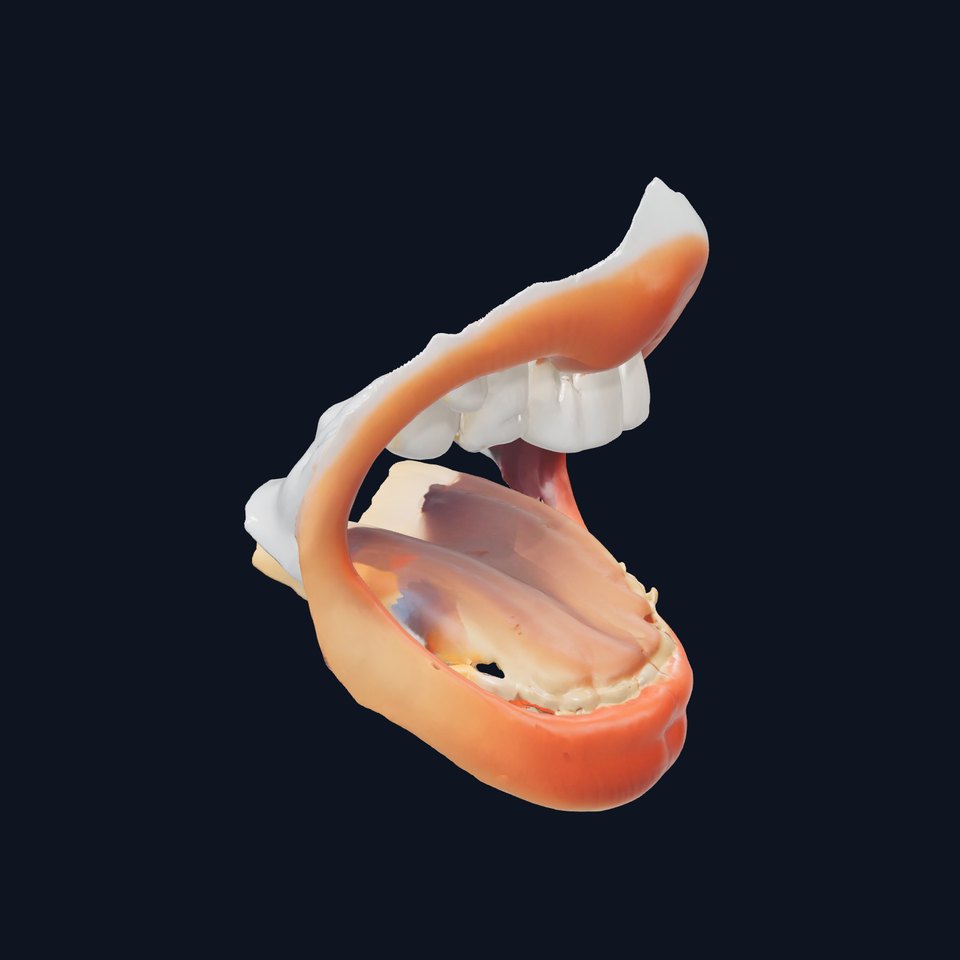 Realistic Human Mouth model pack