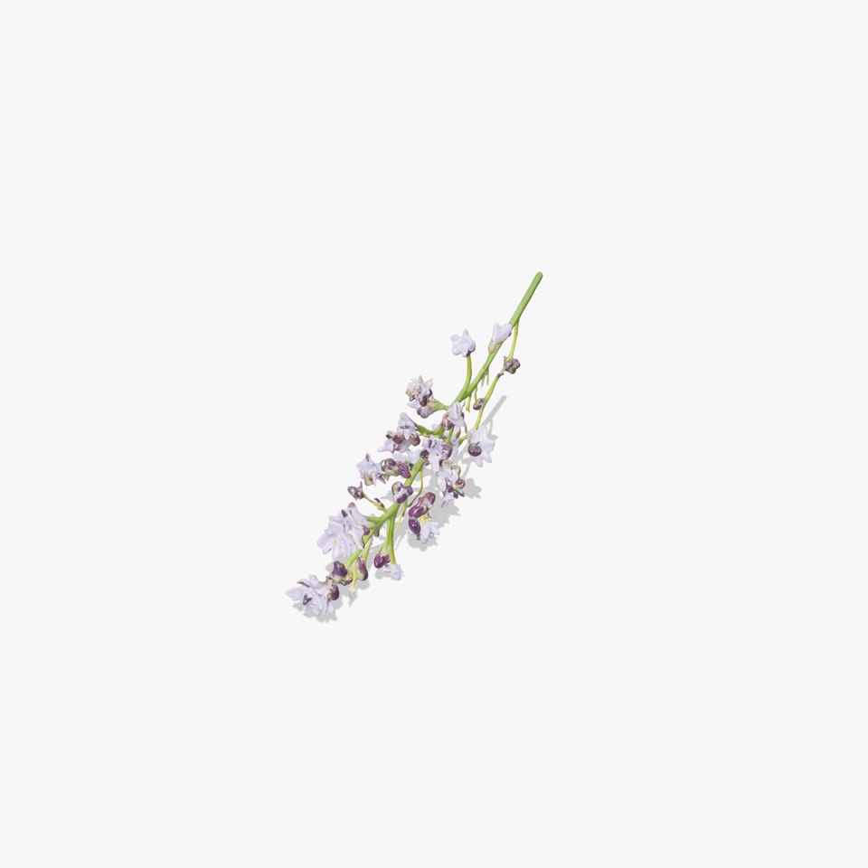 Lavender Blossom model pack