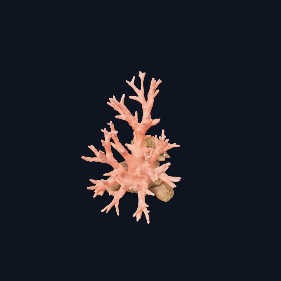Pink Coral Reef model pack