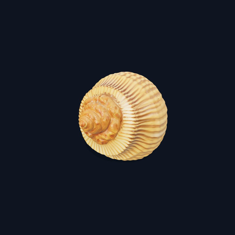 Elegant Seashell model pack