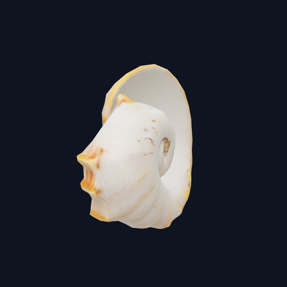 Elegant Nautilus Shell model pack