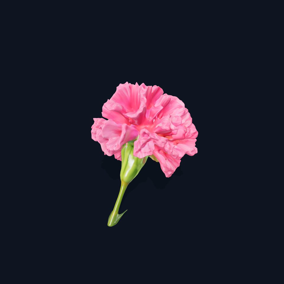 Pink Carnation Bloom model pack