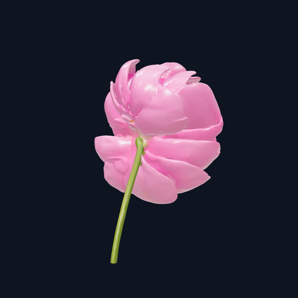 Pink Peony Flower model pack