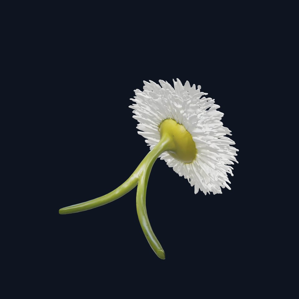 Elegant Daisy Flower model pack