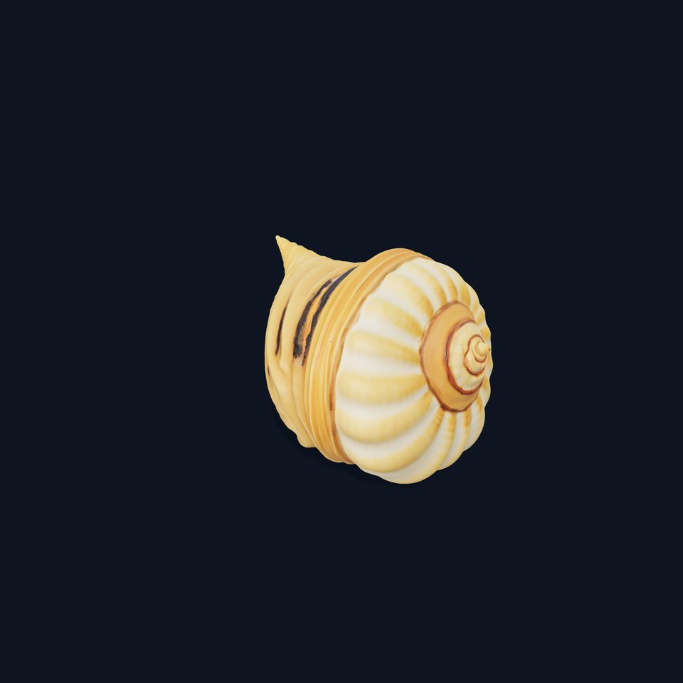 Spiral Seashell Natural model pack