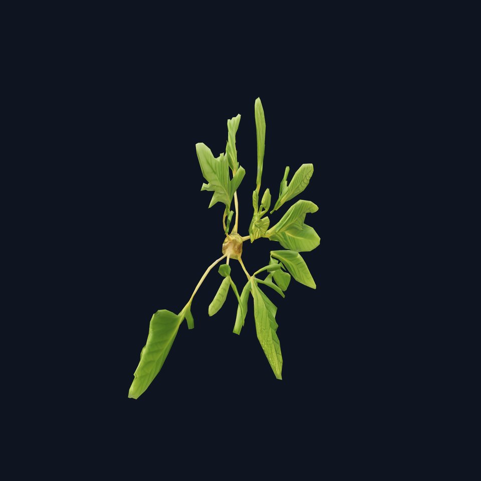 Green Herbaceous Plant model pack