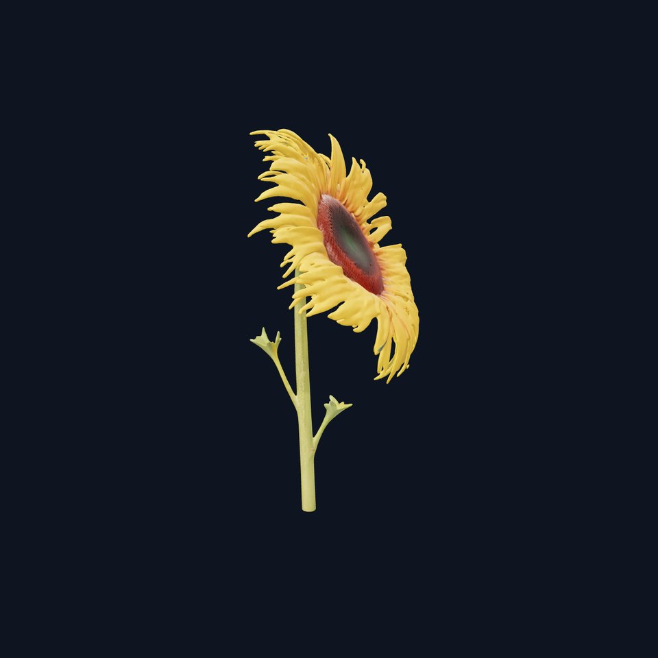 Golden Sunflower model pack viewer poster