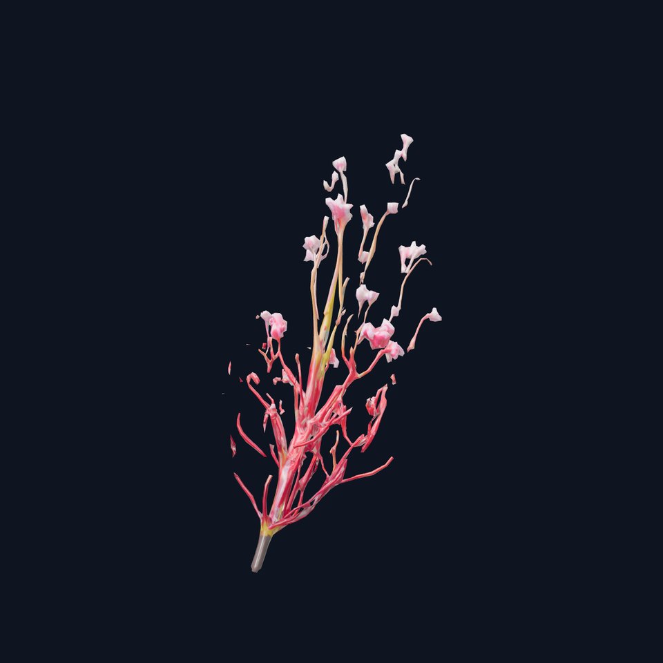 Vivid Pink Coral model pack