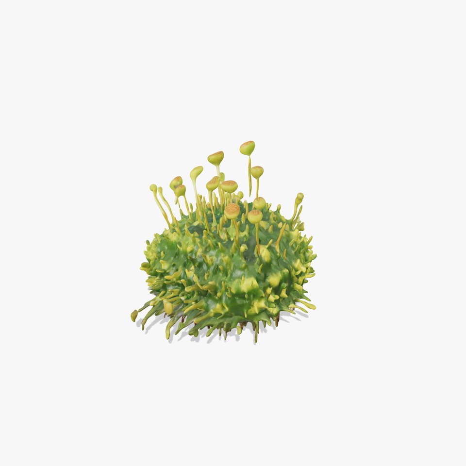Green Floral Moss model pack viewer poster
