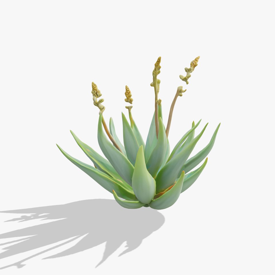 Succulent Aloe Green model pack viewer poster