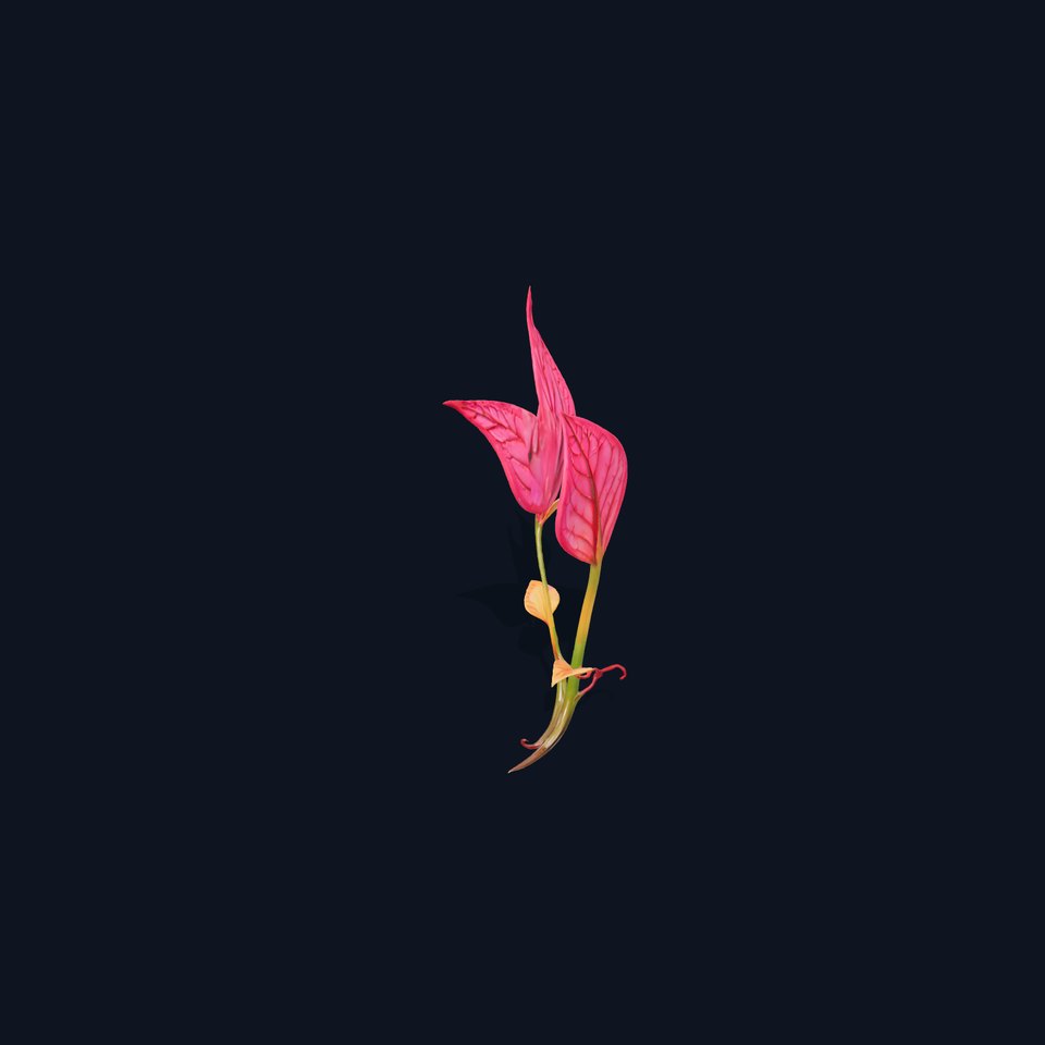 Pink Botanical Leaves model pack