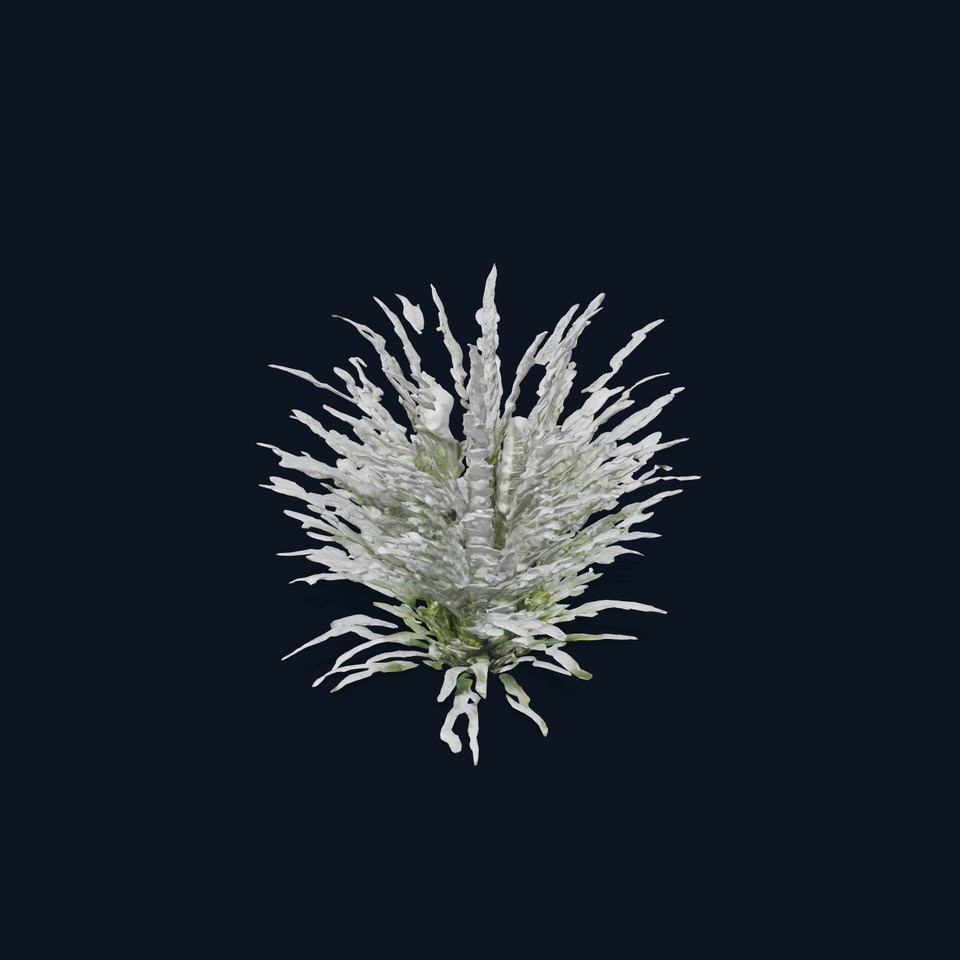 Lavender Fern model pack