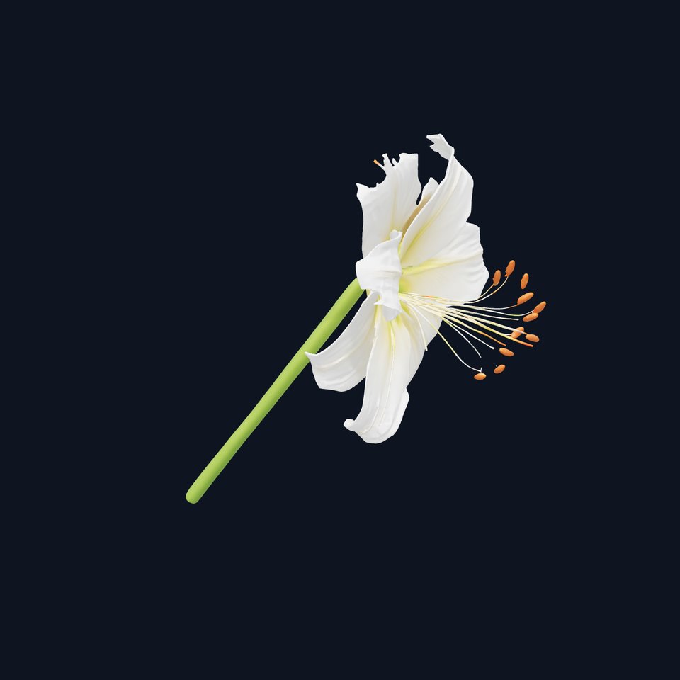 Elegant White Lily model pack