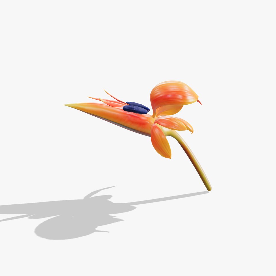 Vibrant Bird of Paradise model pack