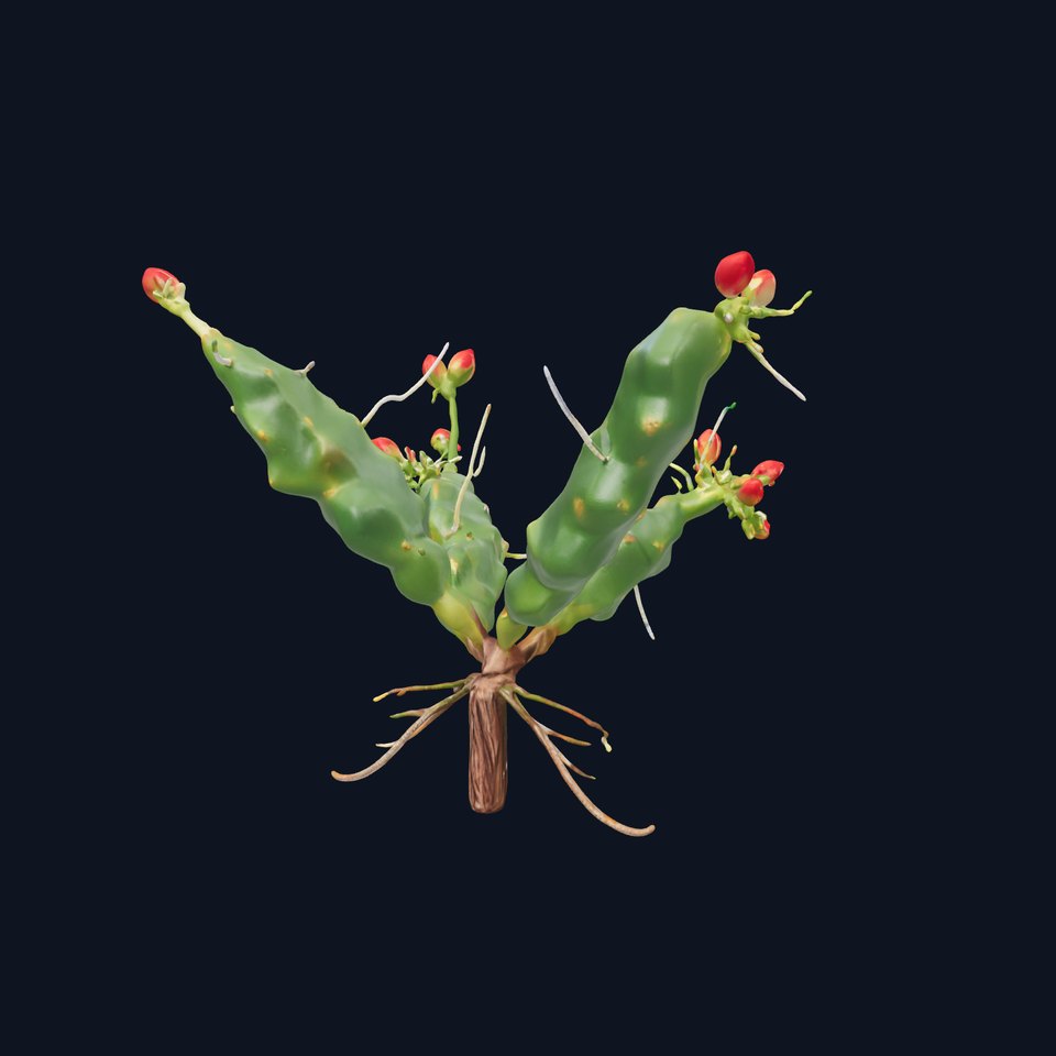 Vibrant Cactus Flower model pack