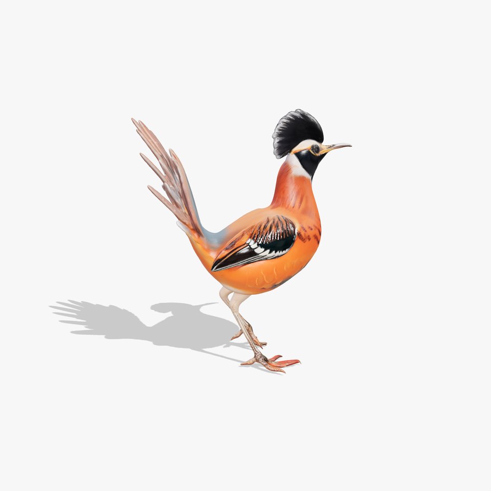 Orange Crested Bird model pack viewer poster