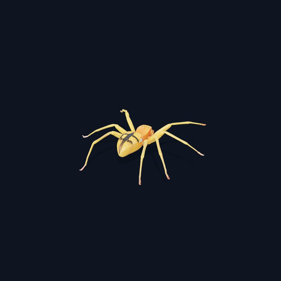 Golden Crab Spider model pack