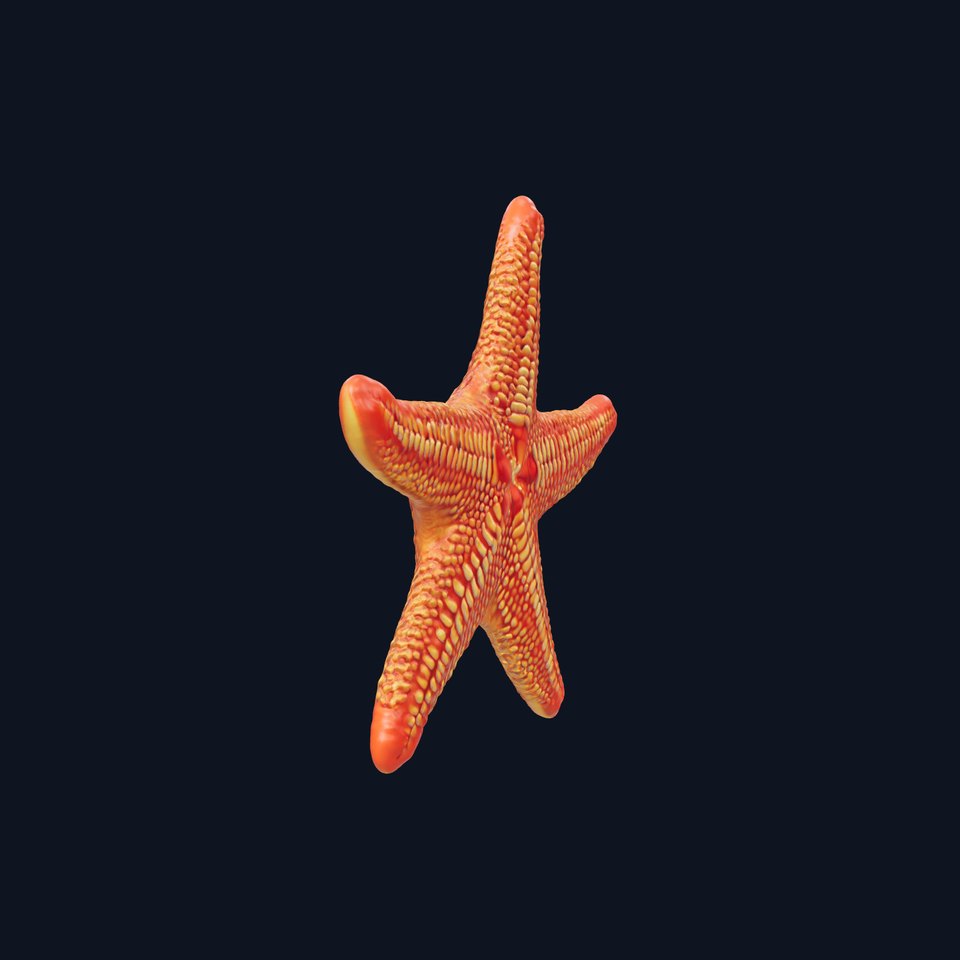 Vibrant Starfish model pack