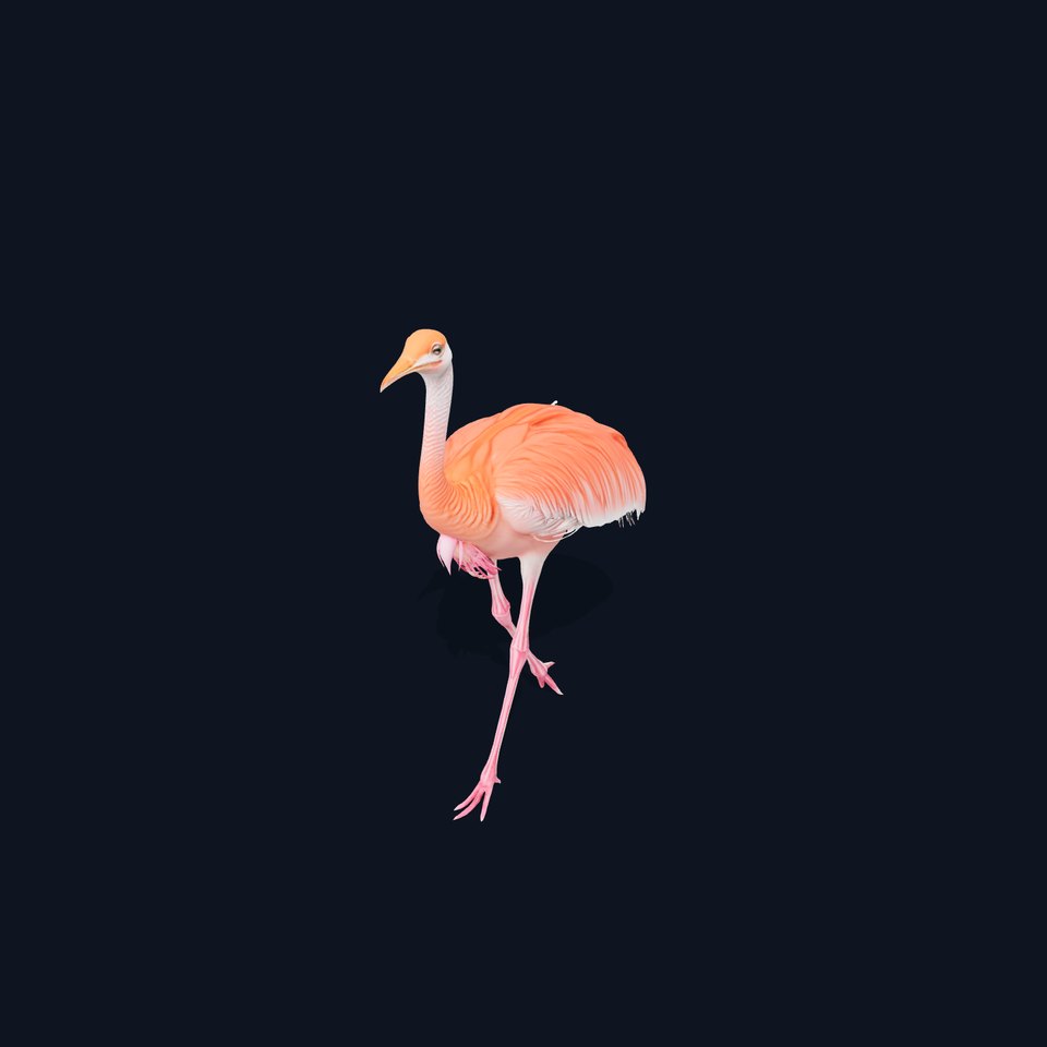 Elegant Flamingo Bird model pack viewer poster