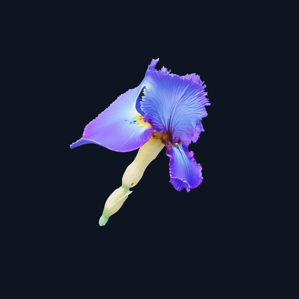Blue Iris Flower model pack
