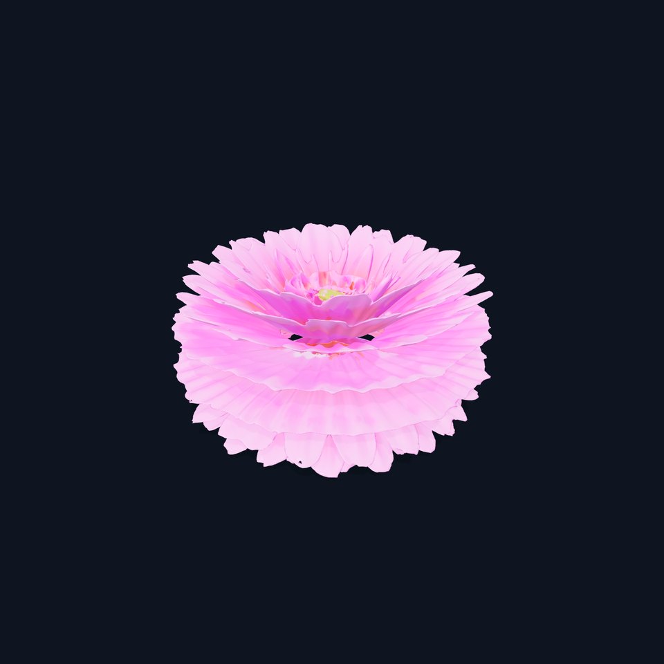 Pink Dahlia Bloom model pack viewer poster