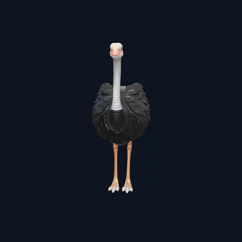 Realistic Ostrich 3D Model High Detail Rendering viewer poster