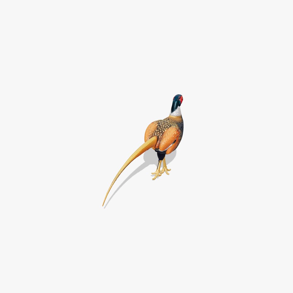 Realistic Pheasant Bird Model 3D with High-Quality Texture viewer poster