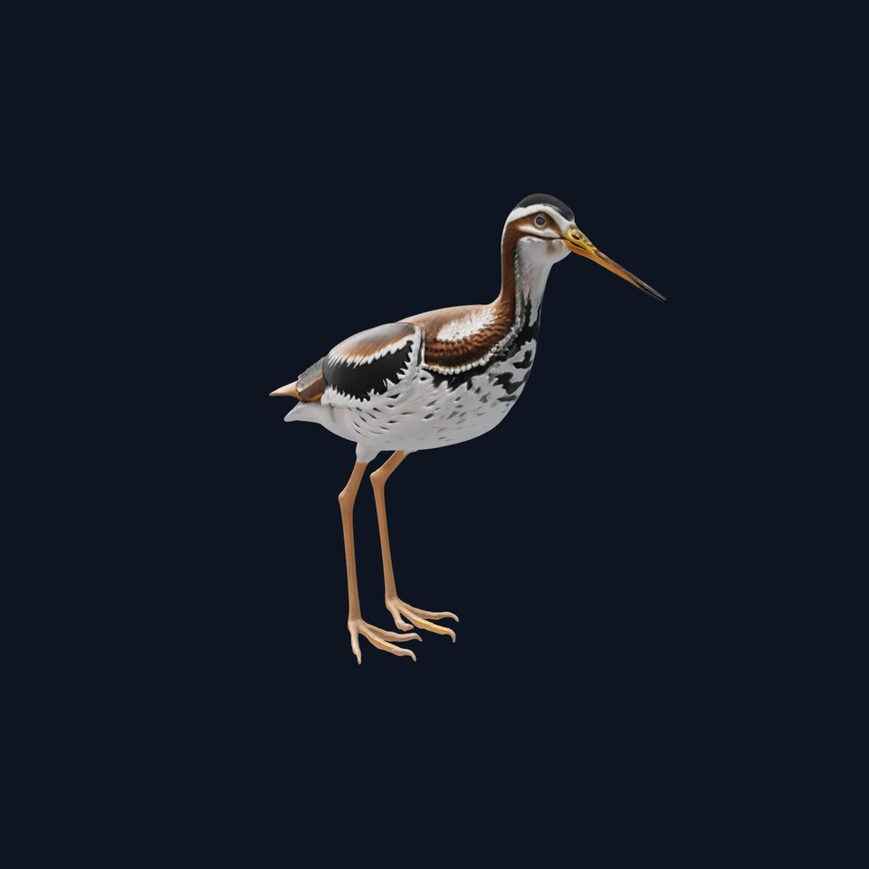 Realistic Painted-Snipe Bird 3D Model