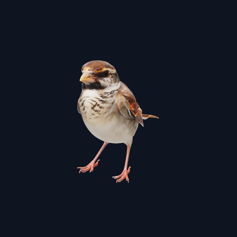 Italian Sparrow Hybrid 3D Model with Realistic Features viewer poster