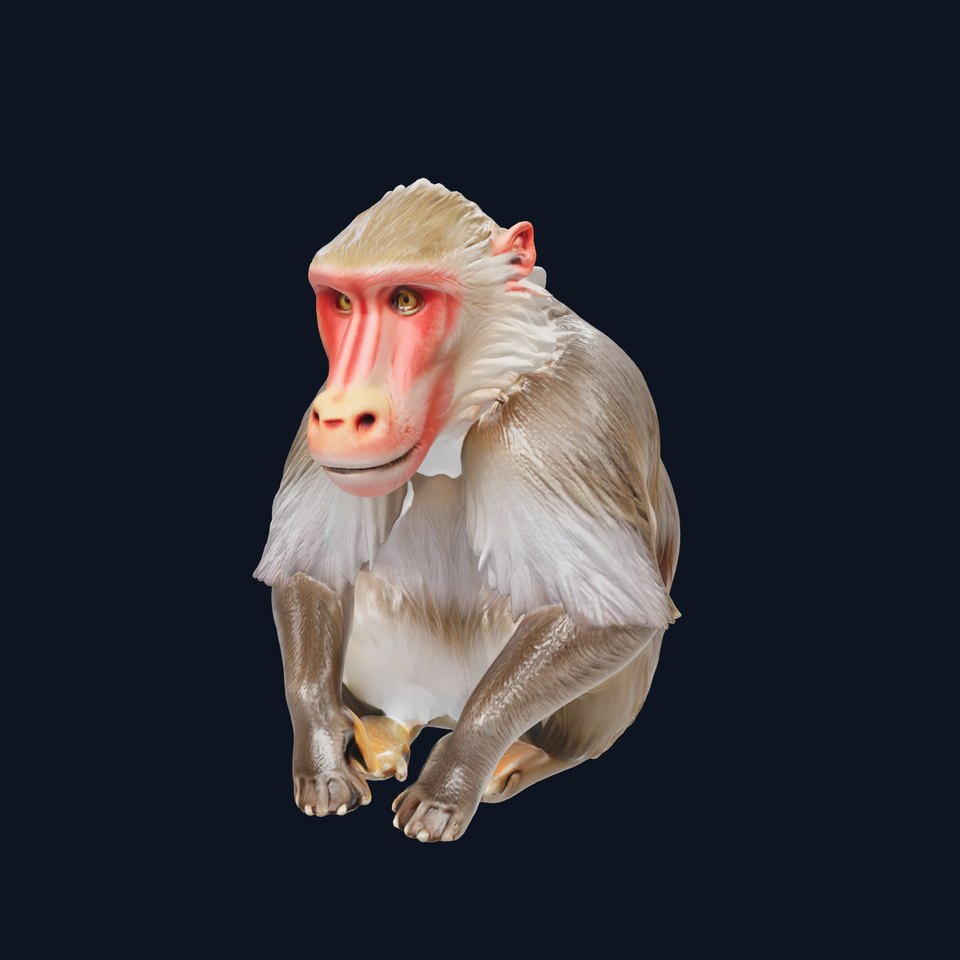 Hamadryas Baboon 3D Model with Detailed Manes and Pink Face viewer poster