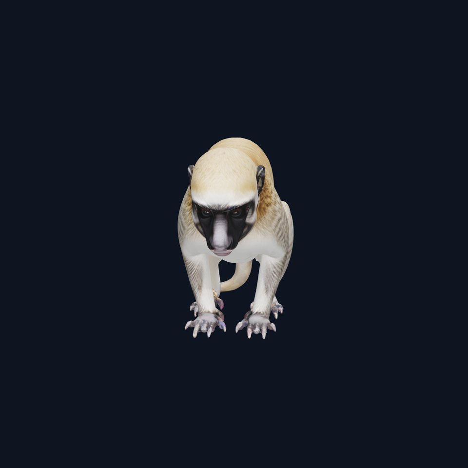 Realistic Vervet Monkey 3D Model with Detailed Fur viewer poster