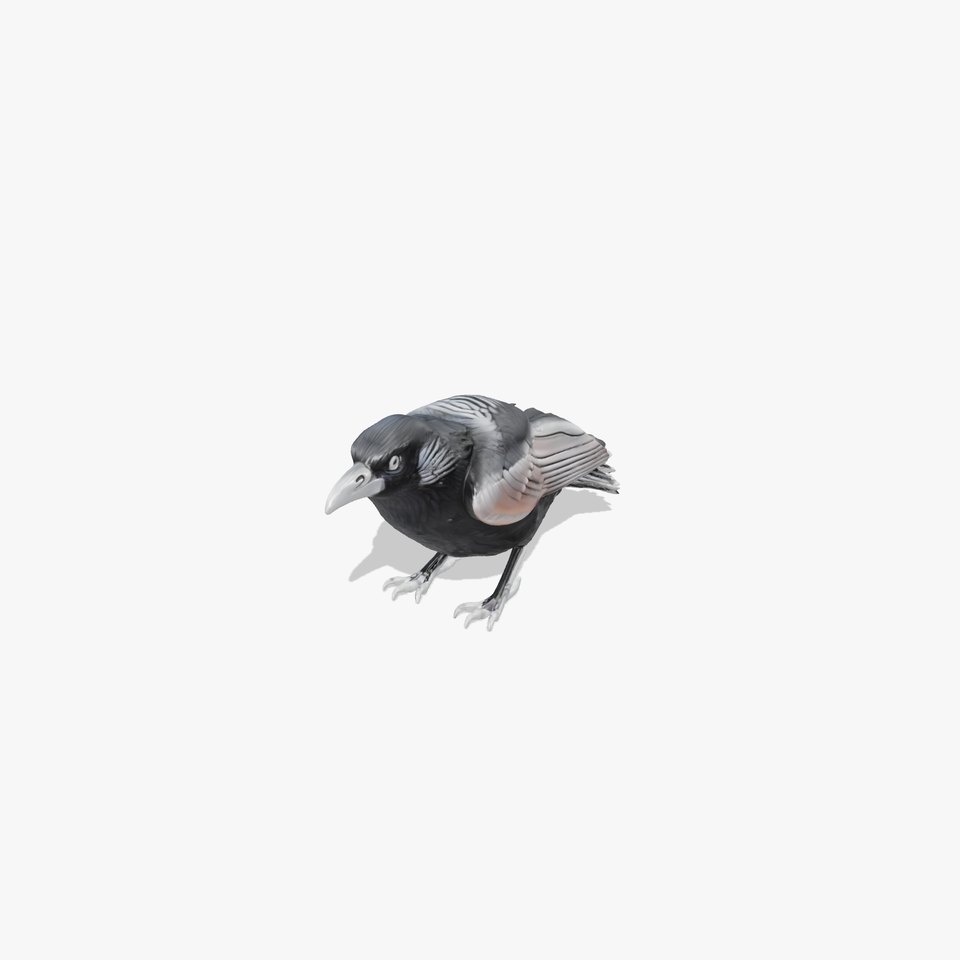 Realistic Raven Bird 3D Model viewer poster