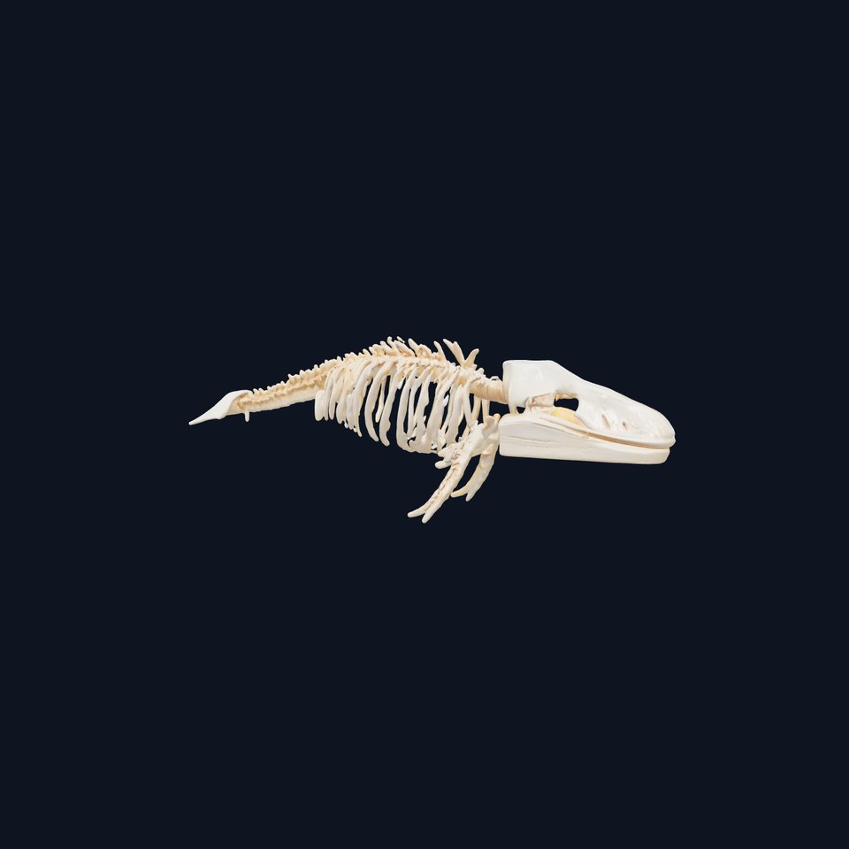 Realistic Whale Skeleton 3D Model viewer poster