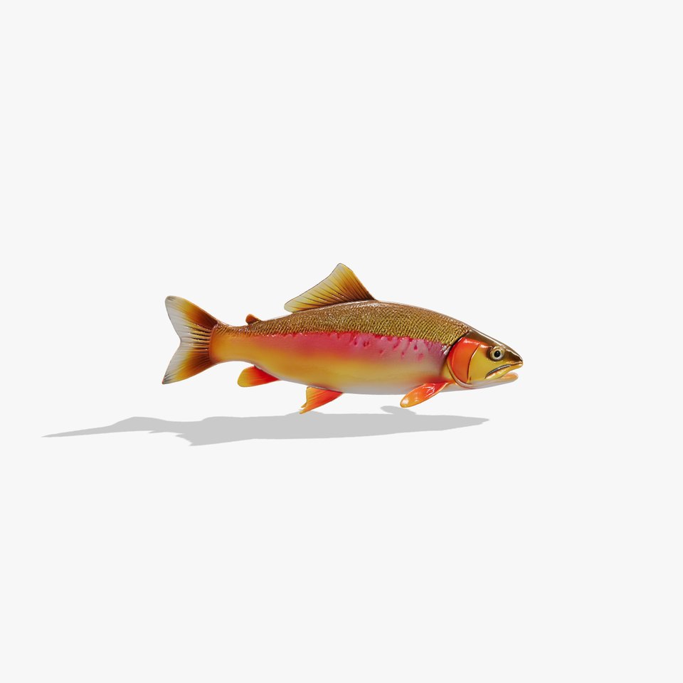 Golden Trout Freshwater Fish Realistic 3D model pack viewer poster
