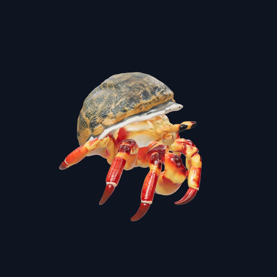 Hermit Crab Detailed Marine Creature model pack viewer poster