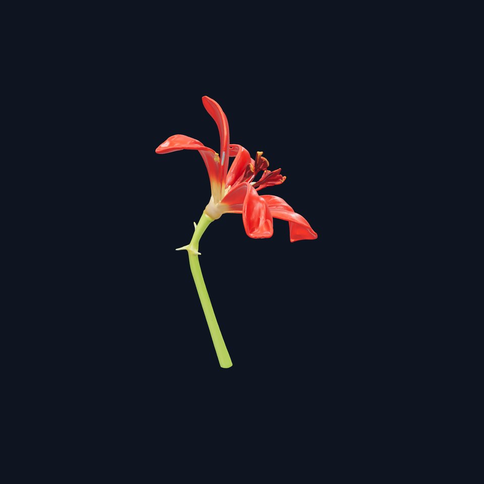 Dwarf Lily Realistic Flower Model Pack viewer poster