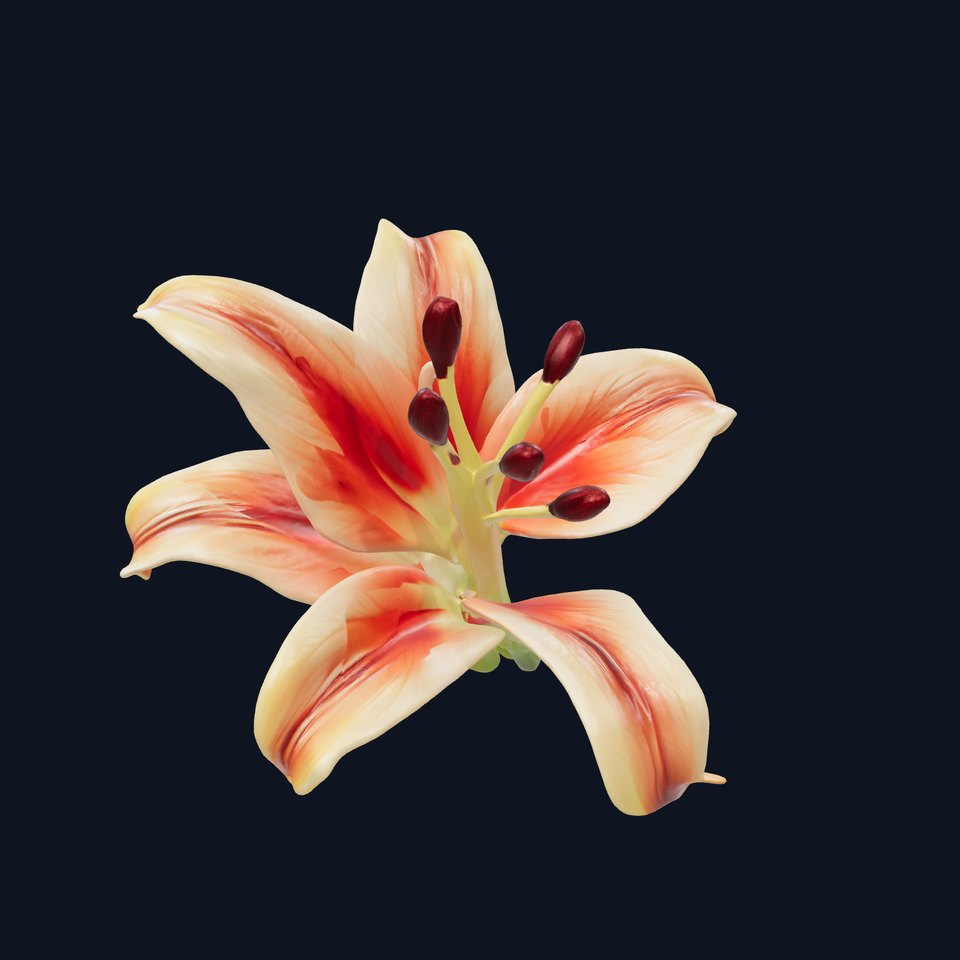 Lily Flower with Detailed Petals Model Pack viewer poster