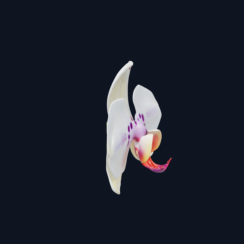 Vivid Cambria Orchid Hybrid model pack viewer poster