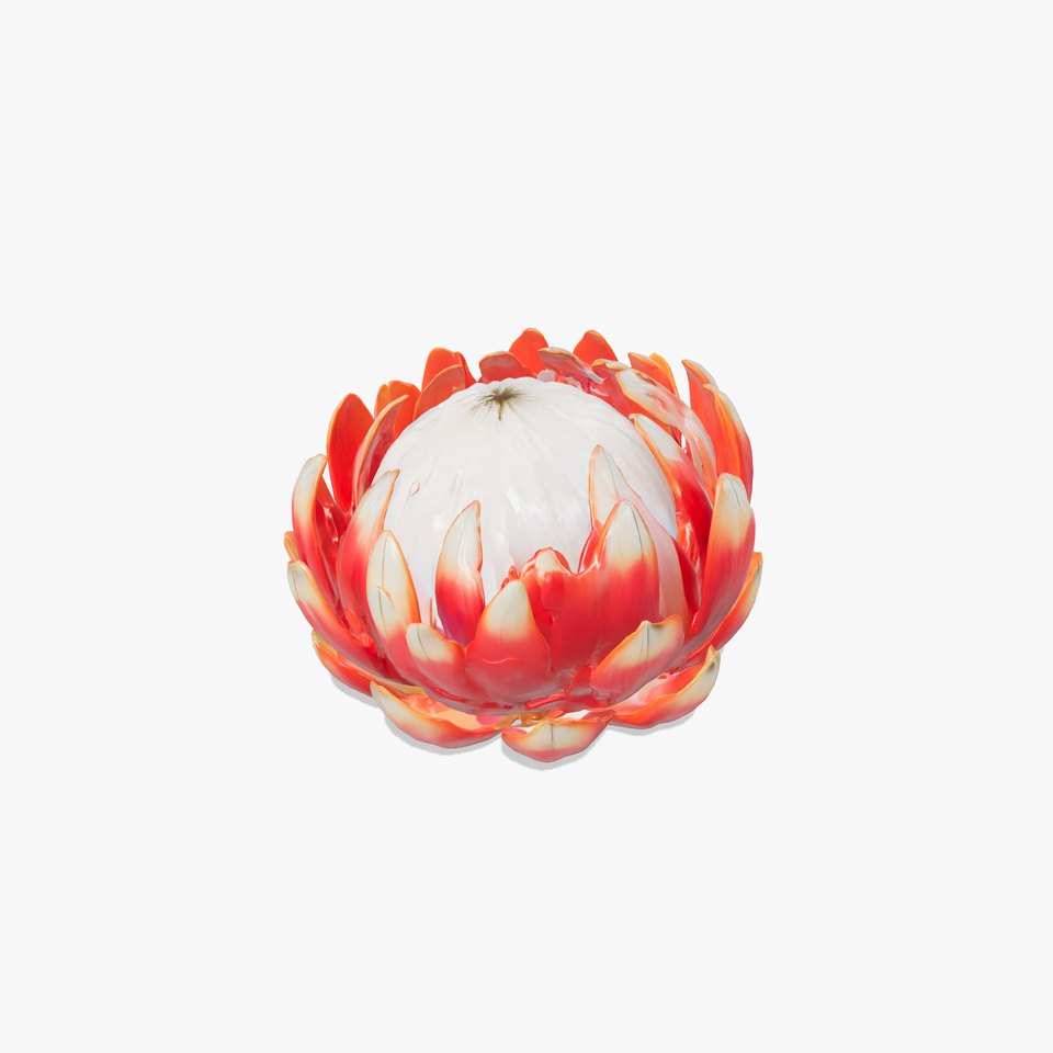 Silvery-Tipped Protea Flower model pack viewer poster