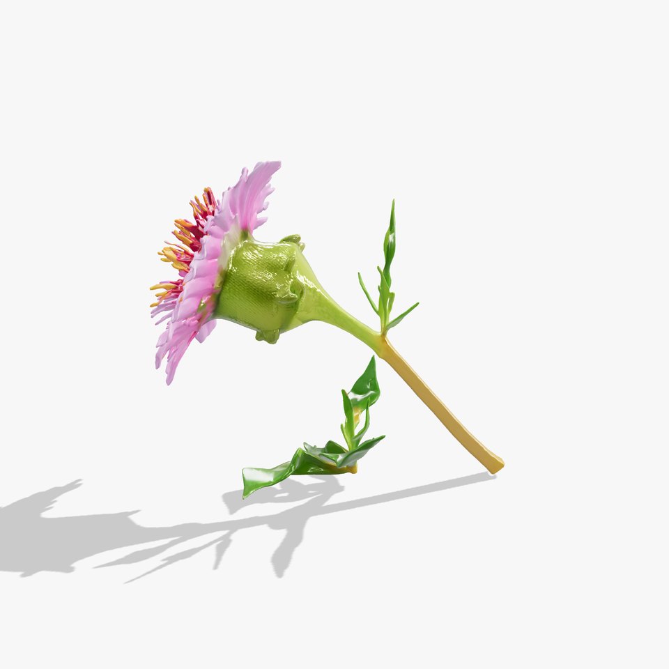 Dwarf Cornflower Realistic Texture Model Pack viewer poster